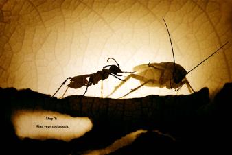 Paso 1: Encuentra a tu cucaracha