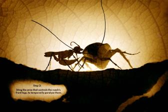 Paso 2: Pica el área que controla las patas delanteras de la cucaracha para paralizarlas temporalmente.