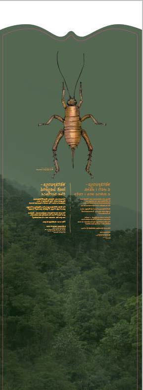 Paso 1: Encuentra a tu cucaracha